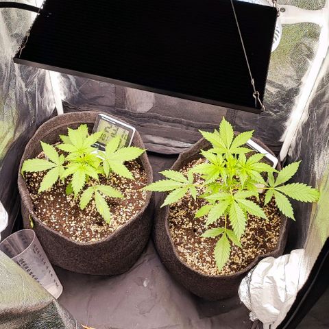 Blueberry V.F. growlog photo: Marcha!