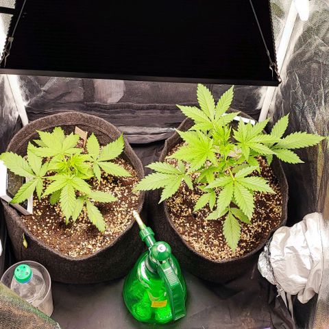Blueberry V.F. growlog photo: Muito foda acompanhar o desenvolvimento de perto. Cada dia uma nova folha surge.