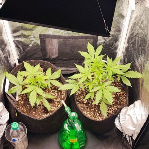 Blueberry V.F. growlog photo: Segue o baile!