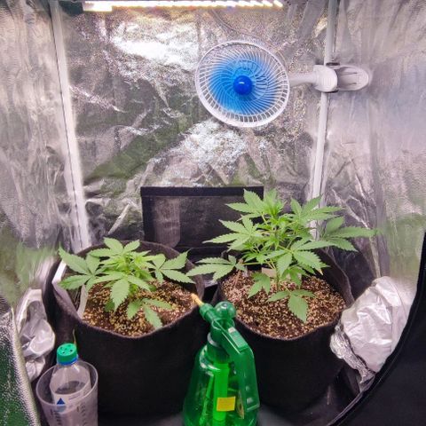 Blueberry V.F. growlog photo: Segue o baile!
