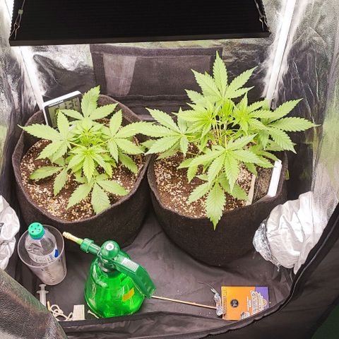 Blueberry V.F. growlog photo: Mais um dia firmaoo