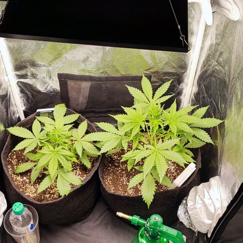 Blueberry V.F. growlog photo: 😜