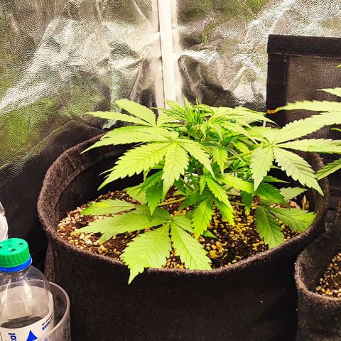 Blueberry V.F. growlog photo: Anã da família 