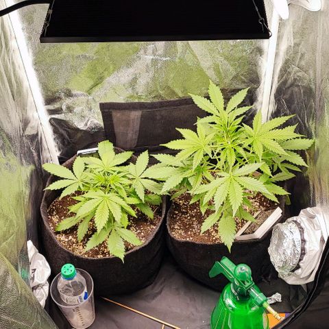 Blueberry V.F. growlog photo: Tudo nos conformes 