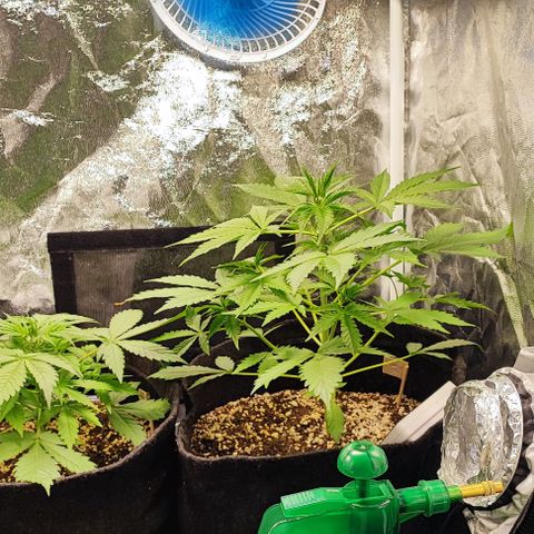 Blueberry V.F. growlog photo: Tudo nos conformes 