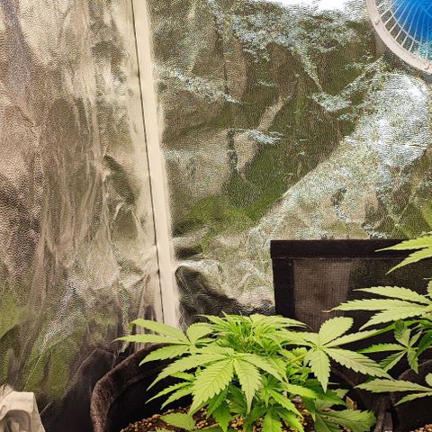 Blueberry V.F. growlog timeline photo