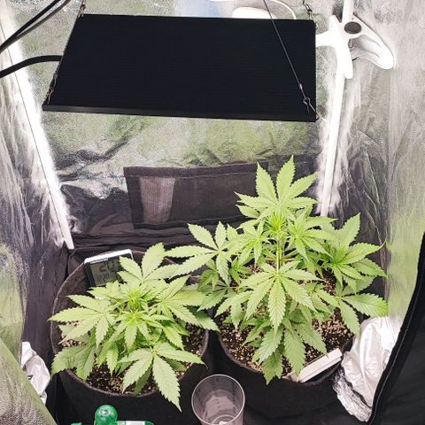 Blueberry V.F. growlog photo: Dei uma limpeza dentro do grow e fiz uma manobra para os galhos pegaram mais iluminação.