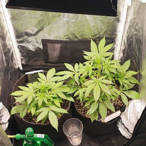 Blueberry V.F. growlog photo: Dei uma limpeza dentro do grow e fiz uma manobra para os galhos pegaram mais iluminação.