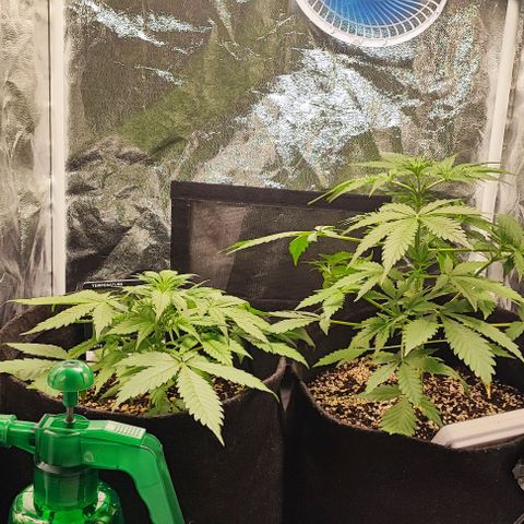 Blueberry V.F. growlog photo: Dei uma limpeza dentro do grow e fiz uma manobra para os galhos pegaram mais iluminação.