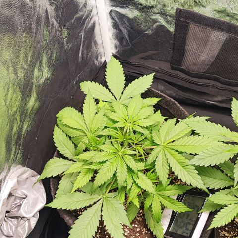Blueberry V.F. growlog timeline photo