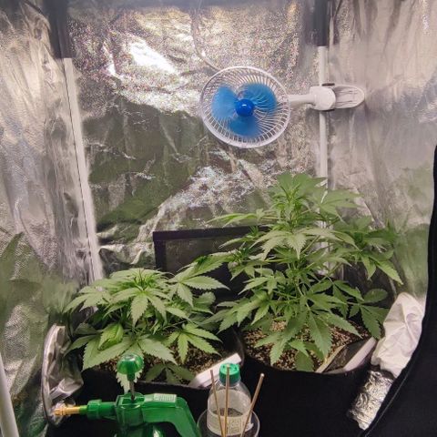 Blueberry V.F. growlog timeline photo