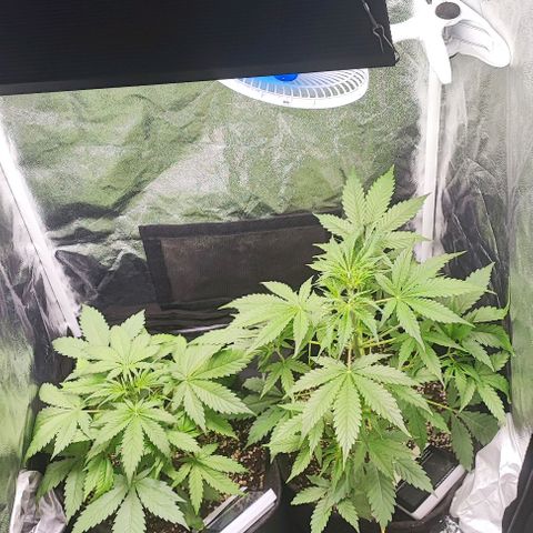 Blueberry V.F. growlog timeline photo