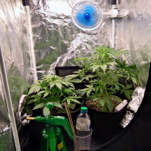 Blueberry V.F. growlog photo: Quase 30 dias 🙏