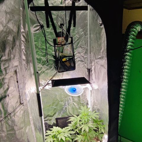 Blueberry V.F. growlog photo: Quase 30 dias 🙏