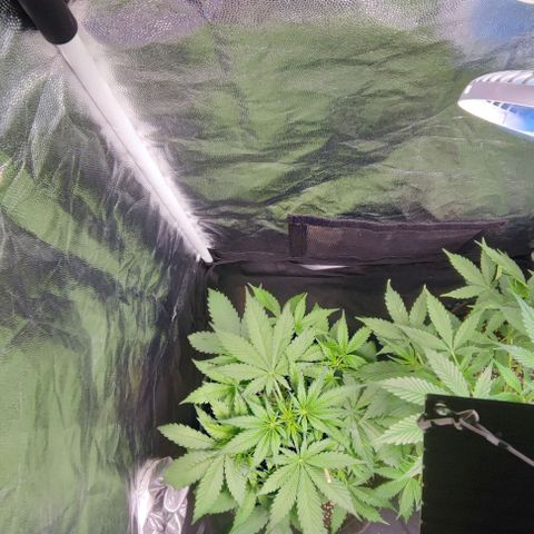 Blueberry V.F. growlog photo: 29 dias das meninas 