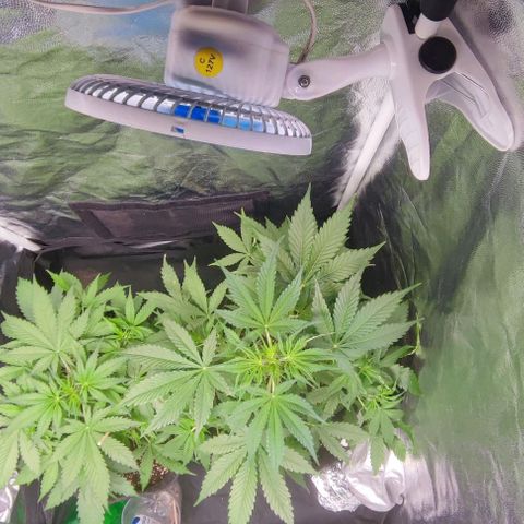 Blueberry V.F. growlog photo: 29 dias das meninas 