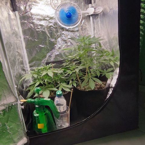 Blueberry V.F. growlog photo: 29 dias das meninas 