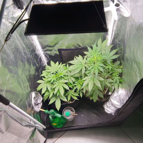 Blueberry V.F. growlog photo: 29 dias das meninas 