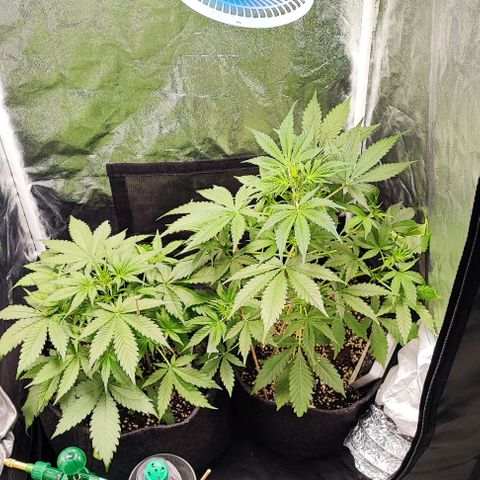 Blueberry V.F. growlog photo: 29 dias das meninas 