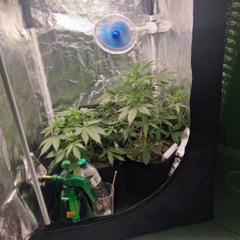 Blueberry V.F. growlog photo: Ta lindo o jardim e o cheiro já está dando as caras 