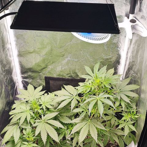 Blueberry V.F. growlog photo: Ta lindo o jardim e o cheiro já está dando as caras 