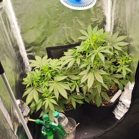 Blueberry V.F. growlog photo: Ta lindo o jardim e o cheiro já está dando as caras 