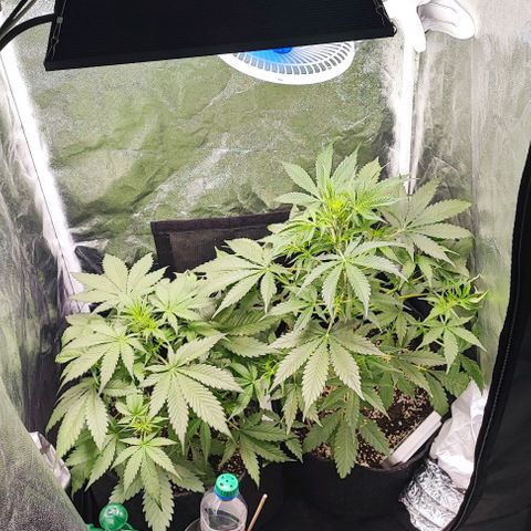 Blueberry V.F. growlog photo: Ta lindo o jardim e o cheiro já está dando as caras 