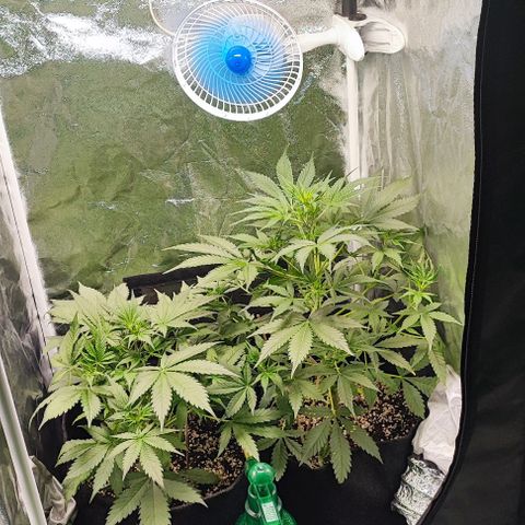 Blueberry V.F. growlog photo: Segue o início da floração 💕