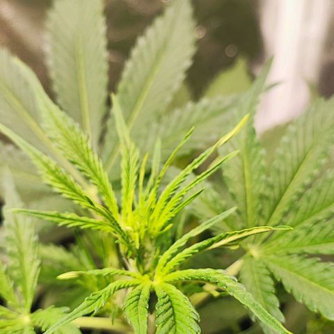 Blueberry V.F. growlog photo: Segue o início da floração 💕