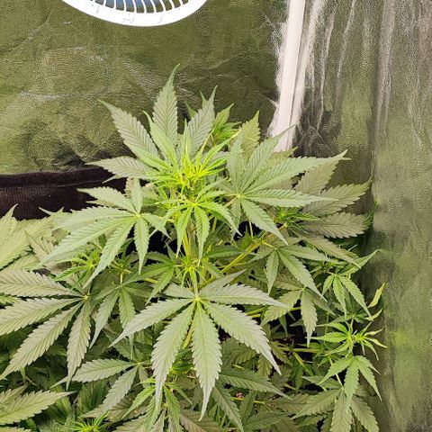 Blueberry V.F. growlog photo: Moby-D segue no início da floração.
A blueberry também está florindo, ela tem uma crescida nesses últimos dias e está quase do tamanho da irmã Moby-D. Acredito que as duas irão ter um ótimo rendimento. 
Amanhã irei por mais duas plantas no grow! 🙈🤩