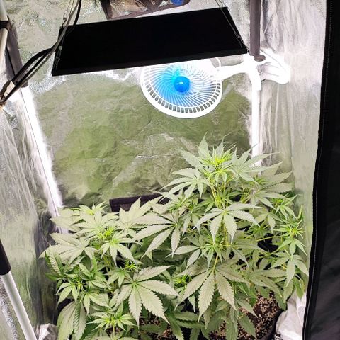 Blueberry V.F. growlog photo: Moby-D segue no início da floração.
A blueberry também está florindo, ela tem uma crescida nesses últimos dias e está quase do tamanho da irmã Moby-D. Acredito que as duas irão ter um ótimo rendimento. 
Amanhã irei por mais duas plantas no grow! 🙈🤩
