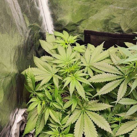 Blueberry V.F. growlog photo: Moby-D segue no início da floração.
A blueberry também está florindo, ela tem uma crescida nesses últimos dias e está quase do tamanho da irmã Moby-D. Acredito que as duas irão ter um ótimo rendimento. 
Amanhã irei por mais duas plantas no grow! 🙈🤩