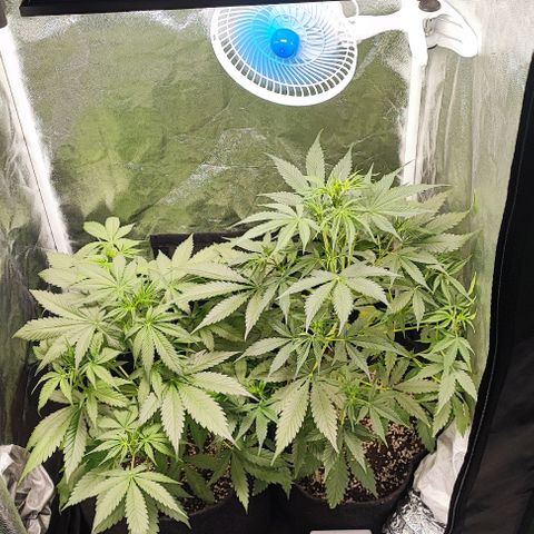 Blueberry V.F. growlog photo: Que cheirinho gostoso 😋😍