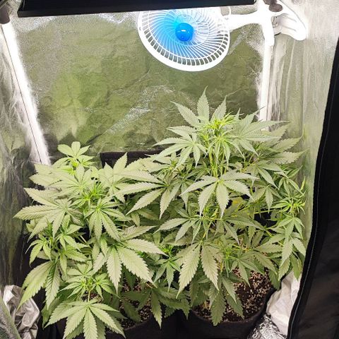 Blueberry V.F. growlog photo: Que cheirinho gostoso 😋😍