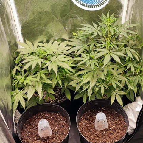 Blueberry V.F. growlog photo: E o jardim ganha mais duas meninas. Hoje eu enfim completei todo o espaço do meu grow. Agora sigo com 4 vasos e esperando um ótimo rendimento.