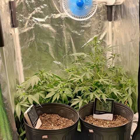 Blueberry V.F. growlog photo: Quando s luzes acenderem vou fazer uma rega nas mais antigas 