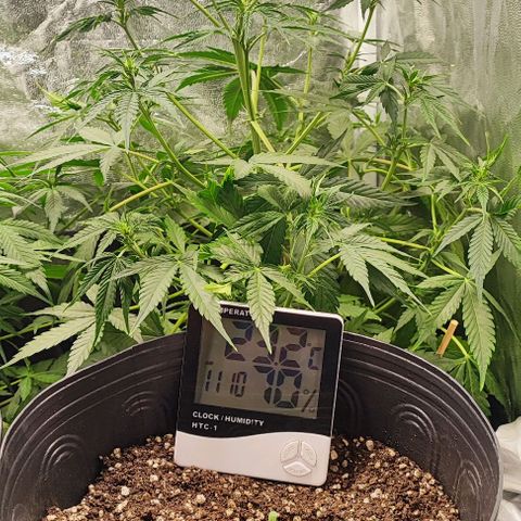 Blueberry V.F. growlog photo: Quando s luzes acenderem vou fazer uma rega nas mais antigas 