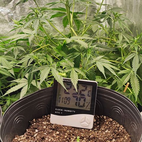 Blueberry V.F. growlog photo: Quando s luzes acenderem vou fazer uma rega nas mais antigas 