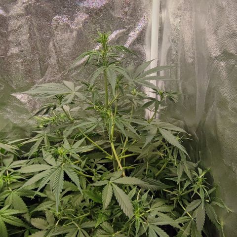 Blueberry V.F. growlog photo: Quando s luzes acenderem vou fazer uma rega nas mais antigas 