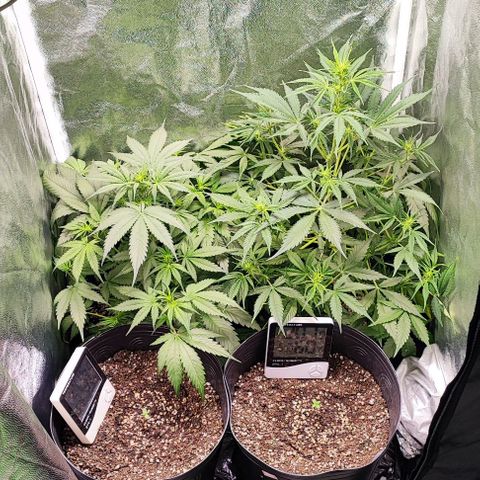 Blueberry V.F. growlog photo: Terceiro dia de vida das crianças e as antigas estão lindas de mais com suas flores cheirosas.