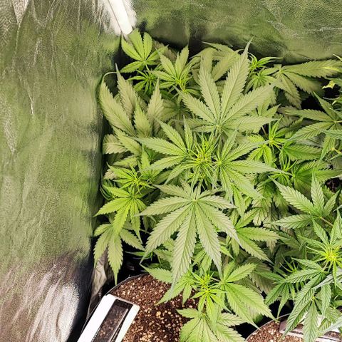 Blueberry V.F. growlog photo: Terceiro dia de vida das crianças e as antigas estão lindas de mais com suas flores cheirosas.