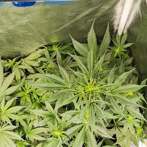 Blueberry V.F. growlog photo: Terceiro dia de vida das crianças e as antigas estão lindas de mais com suas flores cheirosas.