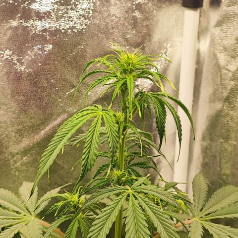 Blueberry V.F. growlog photo: Segue a fase de floração das meninas mais velhas, a Moby-D deu uma pequena murchada mas segundo o amigo que táe dando uma moral nas informações isso tudo é por conta do frio que está fazendo aqui na minha região. Mas segue o baile e o cheiro tá gostosinho, minha mulher já começou a reclamar kkkk