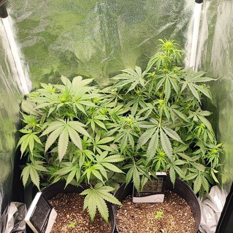 Blueberry V.F. growlog photo: Segue a fase de floração das meninas mais velhas, a Moby-D deu uma pequena murchada mas segundo o amigo que táe dando uma moral nas informações isso tudo é por conta do frio que está fazendo aqui na minha região. Mas segue o baile e o cheiro tá gostosinho, minha mulher já começou a reclamar kkkk