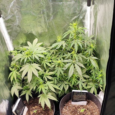 Blueberry V.F. growlog photo: 42 dias de vida. Praticamente metade do ciclo já foi.