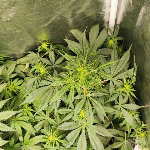 Blueberry V.F. growlog photo: 42 dias de vida. Praticamente metade do ciclo já foi.