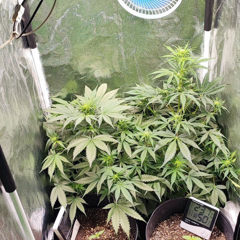 Blueberry V.F. growlog photo: Segue o jogo 