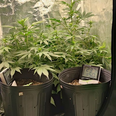 Blueberry V.F. growlog photo: Segue o jogo 
