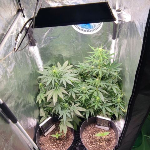 Blueberry V.F. growlog photo: Mais um começo de semana se inicia, a cada dia mais próximo da vitória 🏅🍁🌱