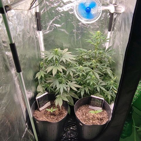 Blueberry V.F. growlog photo: Mais um começo de semana se inicia, a cada dia mais próximo da vitória 🏅🍁🌱